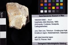 Foto (Objket + Etiketten) von Galatheites zitteli (Moericke, 1889) 